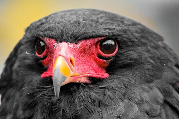 Foto bateleur em uma pose ameaçadora