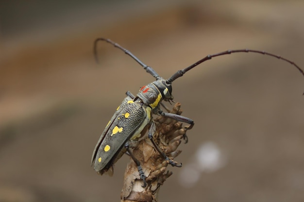 Batocera rubus ist eine Art des Laubholzbockkäfers