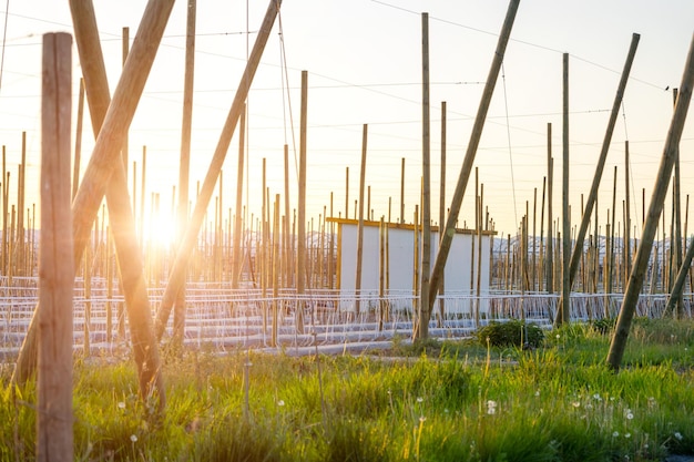 Bau eines neuen Gewächshauses für den Anbau von Gemüse und Kräutern große Holzpfähle für den zukünftigen Rahmen des Gewächshauses