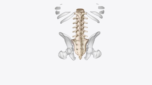 Bauch Querschnitt der Wirbelsäule