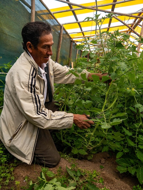 Bauer auf Bio-Bauernhof in den Bergen von Cusco