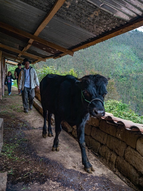 Bauer auf Bio-Bauernhof in den Bergen von Cusco