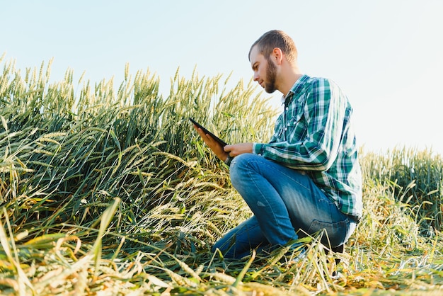 Bauer auf einem grünen Weizenfeld mit einer Tablette in den Händen. Intelligenter Bauernhof. Landwirt, der seine Ernten auf einem landwirtschaftlichen Feld überprüft. Reifende Ohren des Weizenfeldes. Das Konzept des landwirtschaftlichen Unternehmens.