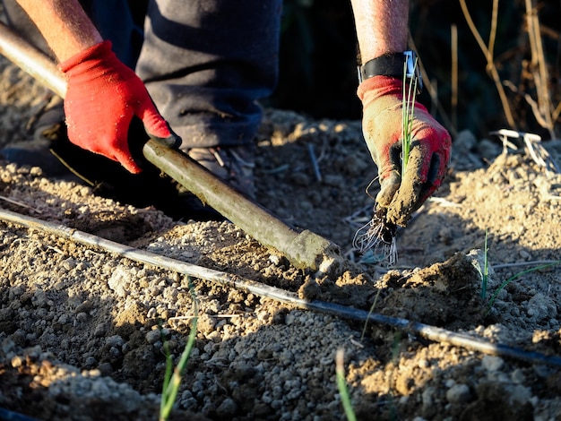 Bauer bereitet das Land seines Obstgartens mit einer Hacke vor