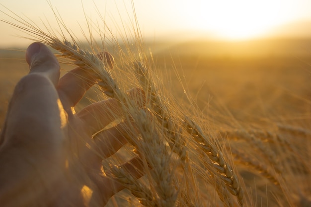 Bauer berührt reifen Weizen auf dem Feld