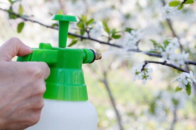 Bauer besprüht Wasserlösung auf Zweig des Kirschbaums mit Blumen