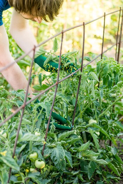 Bauer bindet Tomatensträucher im Garten an