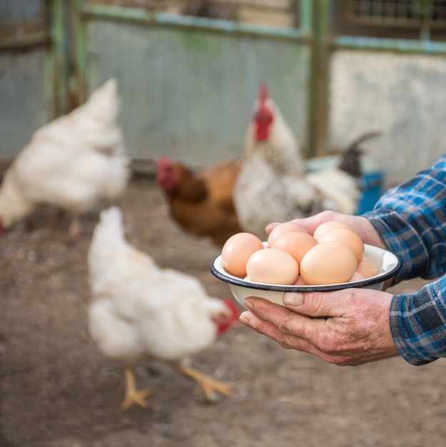 Bauer, der frische Bio-Eier hält. Hühner im Hintergrund