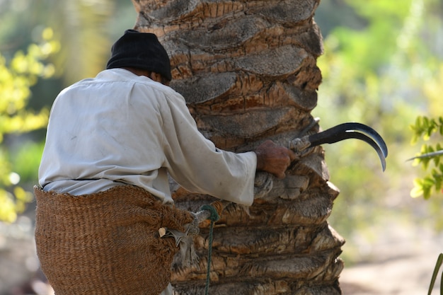 Foto bauer, der in der palm-dattel-erntesaison arbeitet