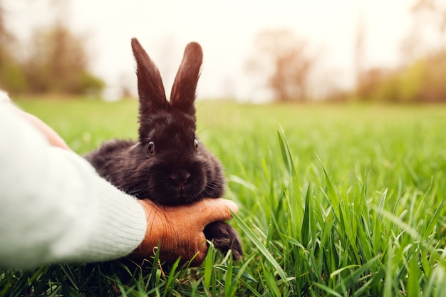 Bauer, der kleines schwarzes Kaninchen ins Gras legt