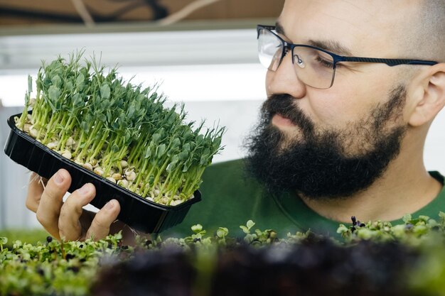 Bauer, der Microgreens im vertikalen Innengarten anbaut