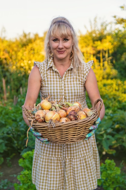 Bauer, der Zwiebeln im Garten erntet