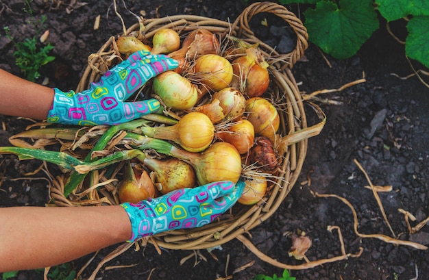 Bauer, der Zwiebeln im Garten erntet