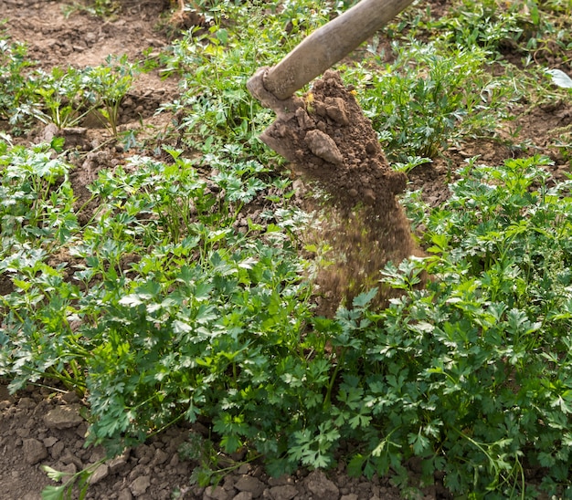 Bauer hackt Gemüsegarten im Frühling