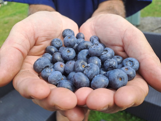 Bauer hält Blaubeeren in männlichen Händen in der Tschechischen Republik