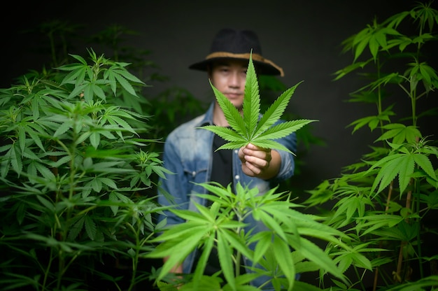 Bauer hält Cannabisblatt, überprüft und zeigt in legalisierter Farm.