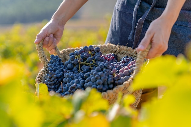 Bauer hält einen Korb voller roter Weintrauben in den Weinbergen von Requena, Valencia, Spanien