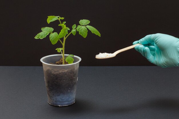 Bauer hält einen Löffel mit chemischem Dünger für eine junge Tomatenpflanze, die in einer Plastikdose wächst