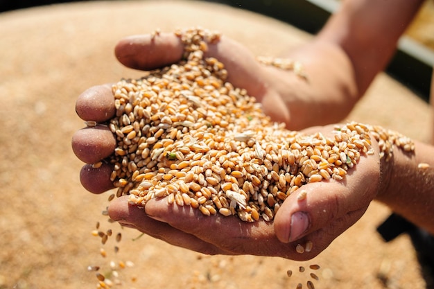 Bauer hält Weizenkorn in seinen Händen
