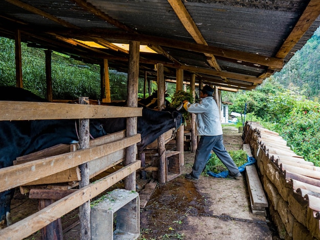 Bauer im Bio-Bauernhof in den Bergen von Peru