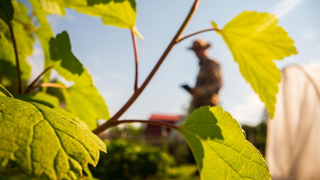 Foto bauer im garten auf dem bauernhof zwischen pflanzen und beeten gartenkonzept landwirtschaftliche saisonarbeit auf der plantage