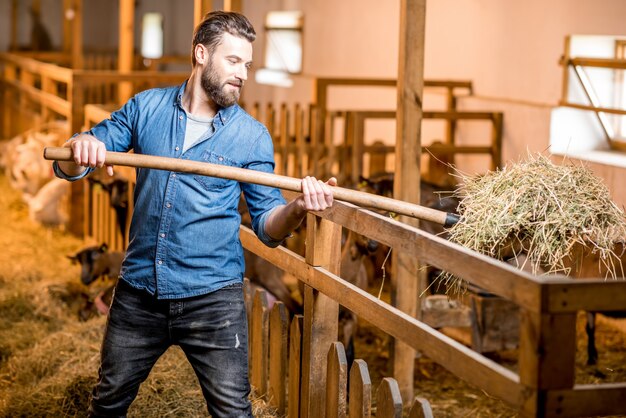 Bauer in blauem T-Shirt und Jeans arbeitet mit Heu im Ziegenstall