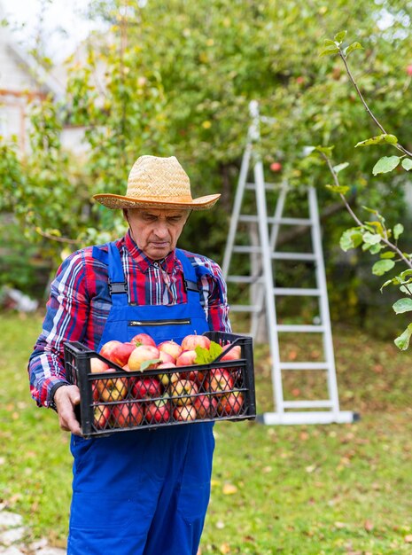 Bauer in Uniform hält Korb mit Äpfeln Attraktiver Mann, der im Garten mit Äpfeln arbeitet