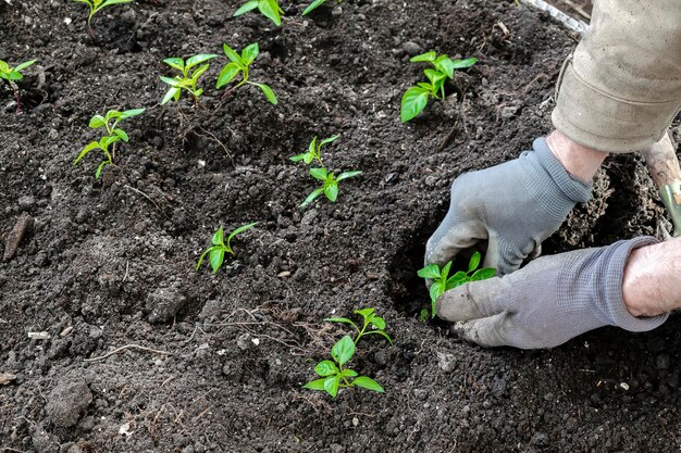 Bauer männlicher Mann in Handschuhen, der Tomaten-Pfeffer-Sämlinge im Boden im Bio-Gemüsegarten-Gewächshaus-Landwirtschafts-Anbau-Landwirtschafts-Agronomie im Frühlings-Sommer-Konzept pflanzt