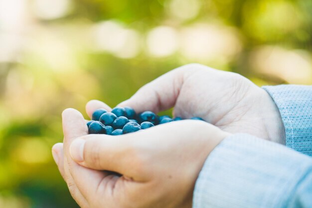 Bauer mit Heidelbeeren