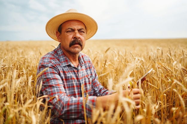 Bauer mit Hut, der den Fortschritt des Weizenfelds überprüft und das Tablet über das Internet hält Digitale Landwirtschaft