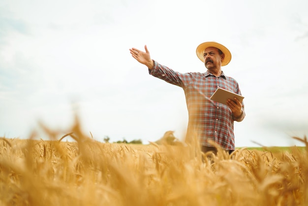 Bauer mit Hut, der den Fortschritt des Weizenfelds überprüft und das Tablet über das Internet hält Digitale Landwirtschaft