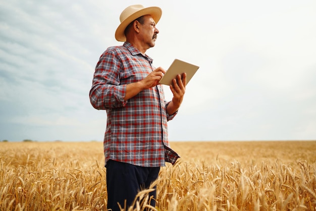 Bauer mit Hut, der den Fortschritt des Weizenfelds überprüft und das Tablet über das Internet hält Digitale Landwirtschaft