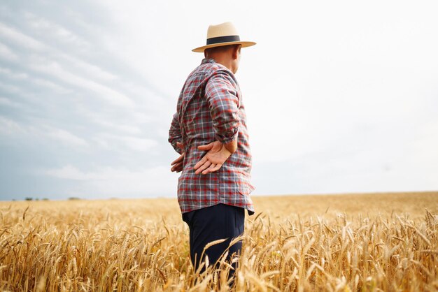 Bauer mit Hut in einem Weizenfeld, der die Ernte überprüft Landwirtschaftsgartenarbeit oder Ökologiekonzept