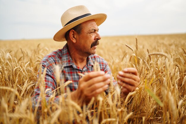 Bauer mit Hut in einem Weizenfeld, der die Ernte überprüft Landwirtschaftsgartenarbeit oder Ökologiekonzept