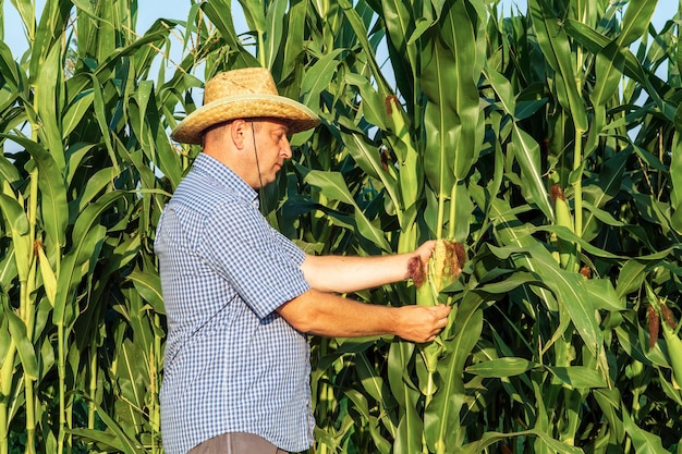 Bauer mit Hut überprüft die hohe Maisernte vor der Ernte Agronom auf dem Feld