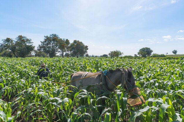 Bauer mit Pferd pflügt Maisfeld