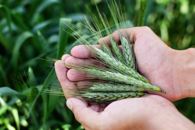 Bauer mit Weizen in den Händen. Weizenohren in Bauernhänden. Weizen in Händen. Stiel mit Samen für Getreidebrot.