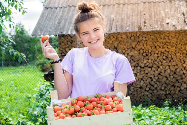 Bauer pflücken Erdbeeren aus einem Busch.