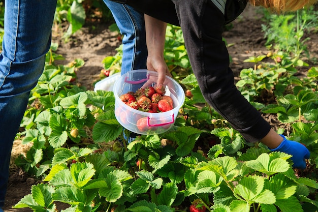 Bauer pflückt rote reife Erdbeeren in Plastikschüssel im Garten