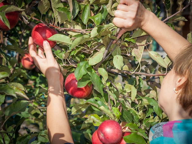 Bauer pflückt rote reife Äpfel von einem Baum im Obstgarten.