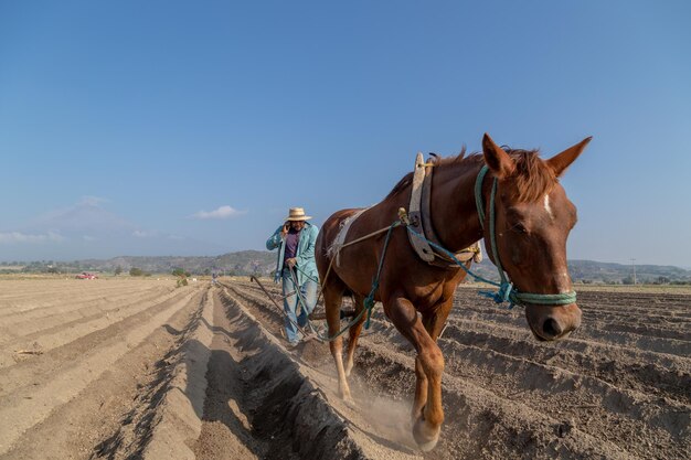 Bauer pflügt mit einem Pferd, während er mit seinem Smartphone in Verbindung bleibt