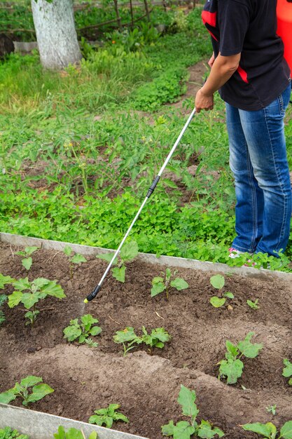 Bauer schützt Auberginenpflanzen vor Pilzkrankheiten oder Ungeziefer mit Drucksprüher im Garten