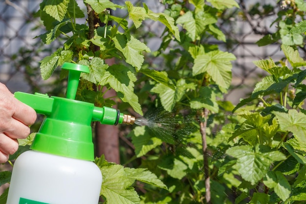 Bauer spritzt Wasserlösung auf Johannisbeerstrauch mit grünen Blättern. Schutz von Obstbäumen und Pflanzen vor Pilzkrankheiten oder Ungeziefer im Frühjahr. Selektiver Fokus auf Drucksprüher.