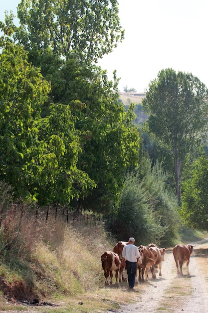 Bauer und Kühe auf der Straße