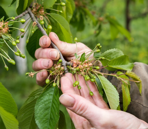 Bauer untersucht Kirschbäume im Garten