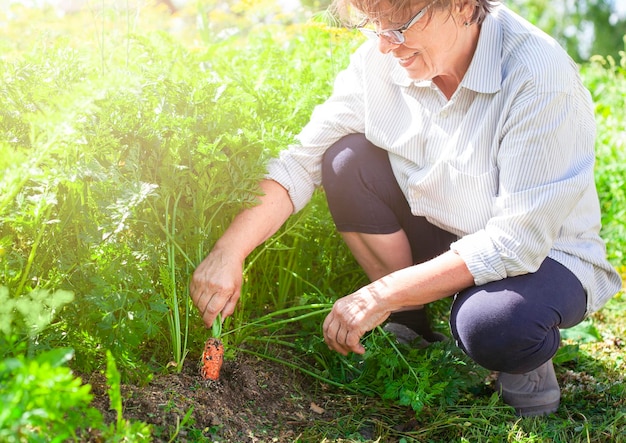 Bauer zieht Karotten im Garten