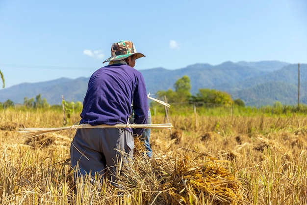 Bauern arbeiten. Reissetzlinge sind bereit zum Pflanzen mit Weichzeichner und Überlicht im Hintergrund