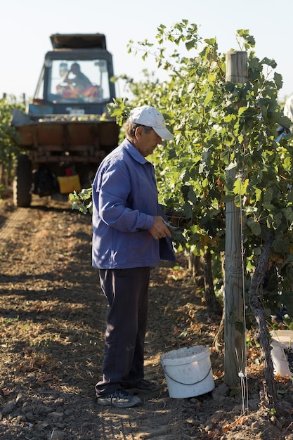 Bauern ernten Trauben aus einem Weinberg Herbsternte