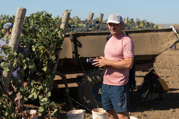 Bauern ernten Trauben aus einem Weinberg Herbsternte