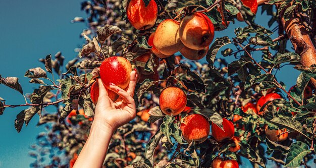 Bauern greifen frisch geernte Äpfel in die Hand, Gärtner pflückt rote Äpfel, die Hände greifen nach den Äpfeln.